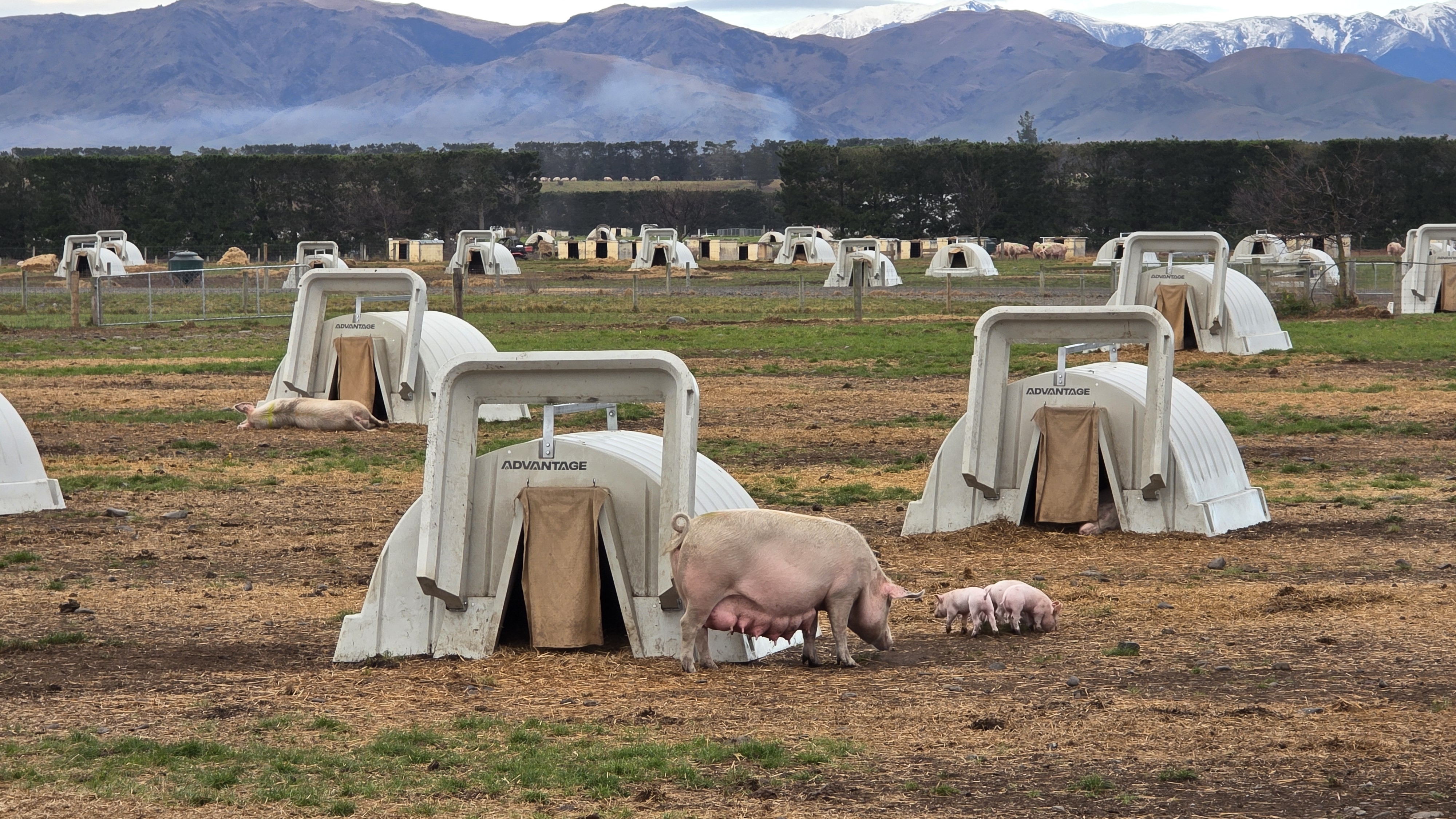 Patoa Farms - Pig Farrowing Huts